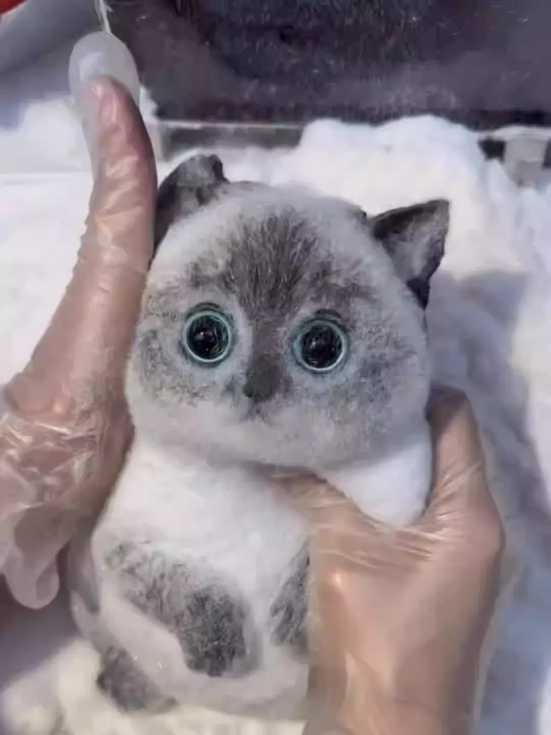 DIY simulation cat decompression pinch-B&W British Shorthair